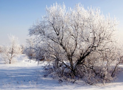 arbre nevat1.jpg